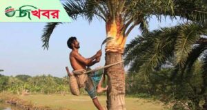 শীতের আগমনী বার্তা মোরেলগঞ্জে খেজুরের রস সংগ্রহে ব্যস্ত গাছিরা