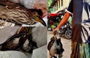 বাগেরহাটে বিভিন্ন হাট-বাজারে বিক্রি হচ্ছে অতিথি পাখি