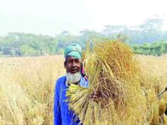 শৈত্যপ্রবাহ উপেক্ষা করে মাঠে কৃষকের ব্যস্ততা মোরেলগঞ্জে আমন ধানের বাম্পার ফলন