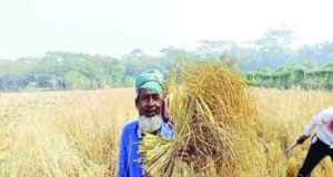 শৈত্যপ্রবাহ উপেক্ষা করে মাঠে কৃষকের ব্যস্ততা মোরেলগঞ্জে আমন ধানের বাম্পার ফলন