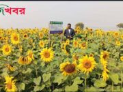 গোদাগাড়ীতে সূর্যমুখী চাষে লাভের স্বপ্ন দেখছে চাষী।