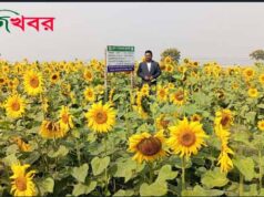 গোদাগাড়ীতে সূর্যমুখী চাষে লাভের স্বপ্ন দেখছে চাষী।