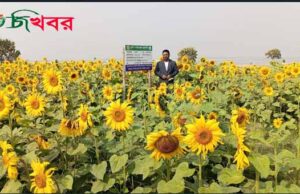 গোদাগাড়ীতে সূর্যমুখী চাষে লাভের স্বপ্ন দেখছে চাষী।