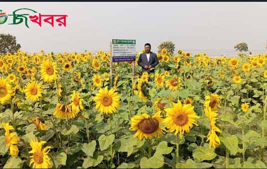 গোদাগাড়ীতে সূর্যমুখী চাষে লাভের স্বপ্ন দেখছে চাষী।