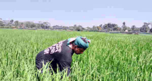 বাগেরহাটে বোরো চাষে বাম্পার ফলনের আশা