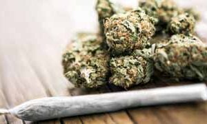 ফকিরহাটে র্যাবের অভিযানে ১৩ কেজি গাঁজাসহ যুবক গ্রেপ্তার