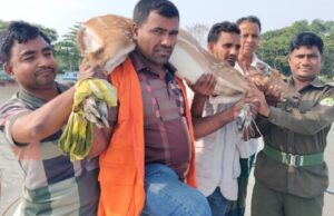 লোকালয়ে ঢুকে পড়া হরিণ উদ্ধার, পরে বনে অবমুক্ত
