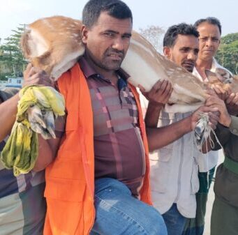 লোকালয়ে ঢুকে পড়া হরিণ উদ্ধার, পরে বনে অবমুক্ত