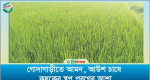 গোদাগাড়ীতে আমন, আউশ ধান চাষে কৃষকের স্বপ্ন পূরণের আশা