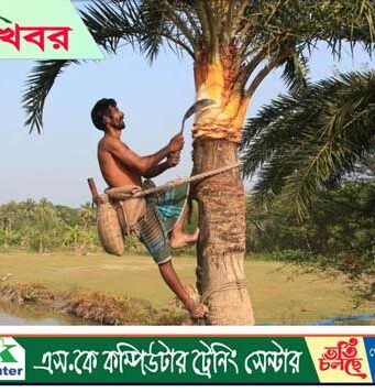 শীতের আগমনী বার্তা মোরেলগঞ্জে খেজুরের রস সংগ্রহে ব্যস্ত গাছিরা