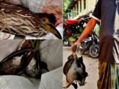 বাগেরহাটে বিভিন্ন হাট-বাজারে বিক্রি হচ্ছে অতিথি পাখি