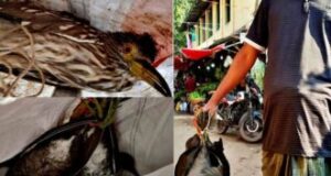 বাগেরহাটে বিভিন্ন হাট-বাজারে বিক্রি হচ্ছে অতিথি পাখি