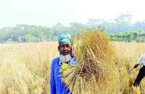 শৈত্যপ্রবাহ উপেক্ষা করে মাঠে কৃষকের ব্যস্ততা মোরেলগঞ্জে আমন ধানের বাম্পার ফলন