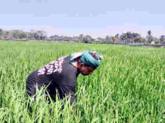 বাগেরহাটে বোরো চাষে বাম্পার ফলনের আশা