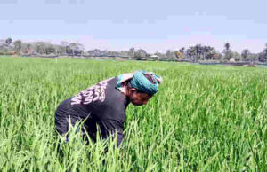 বাগেরহাটে বোরো চাষে বাম্পার ফলনের আশা