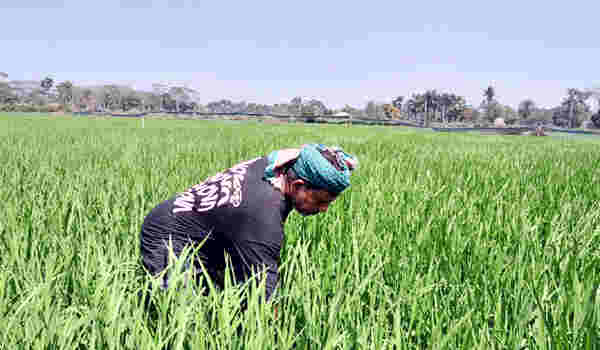 বাগেরহাটে বোরো চাষে আশার সবুজ বিস্তার (1)