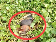 গোমস্তাপুরে নদী থেকে অজ্ঞাতনামা যুবকের লাশ উদ্ধার
