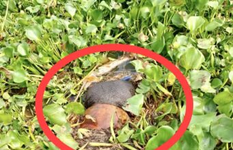 গোমস্তাপুরে নদী থেকে অজ্ঞাতনামা যুবকের লাশ উদ্ধার