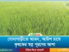 গোদাগাড়ীতে আমন, আউশ ধান চাষে কৃষকের স্বপ্ন পূরণের আশা