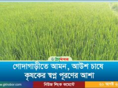 গোদাগাড়ীতে আমন, আউশ ধান চাষে কৃষকের স্বপ্ন পূরণের আশা